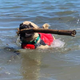 Eugene the retropug, seen here playing in the water.